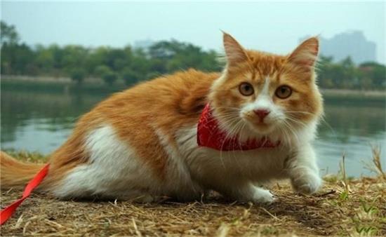 猫咪晒太阳有什么好处？