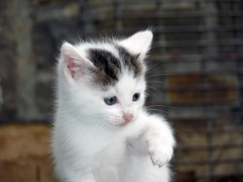 猫咪晕车怎么办