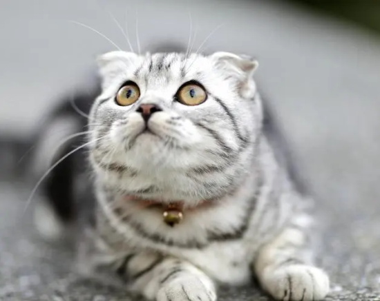 猫咪晚上不睡觉乱窜
