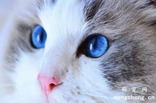 猫咪最喜欢和最讨厌的颜色分别是什么？