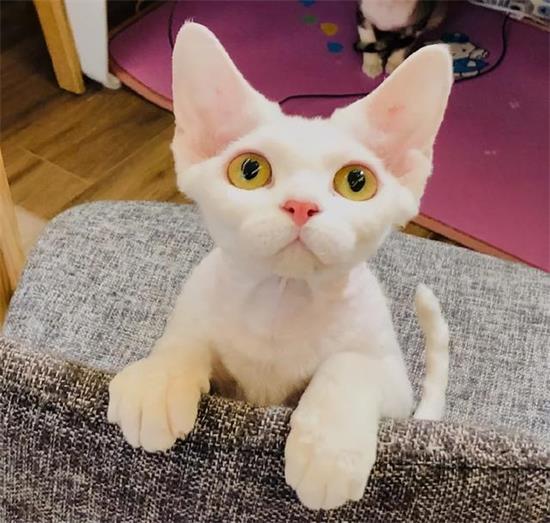 猫咪有什么技能是必须学会的吗
