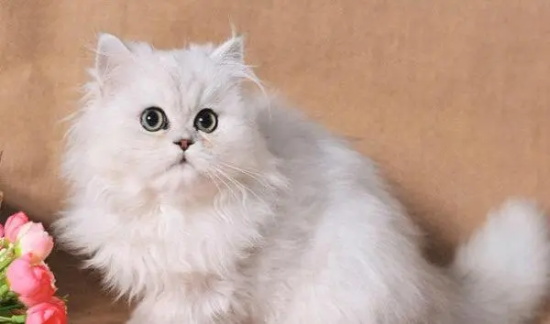 猫咪有什么特点