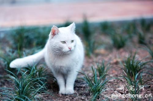 猫咪有变声期吗