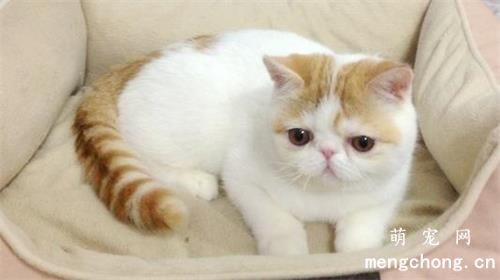 猫咪有哪些应激反应？