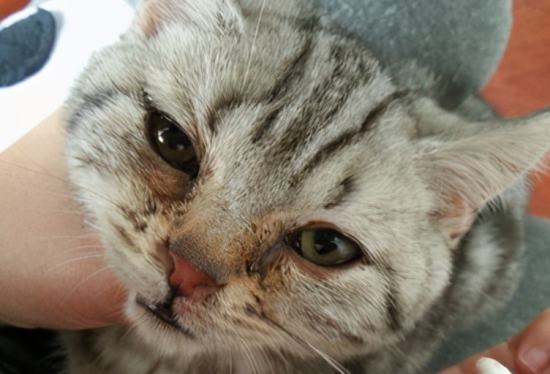 猫咪有泪痕怎么去除