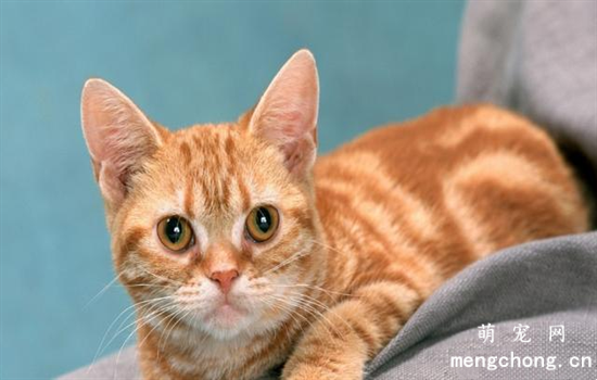 猫咪有泪痕的什么原因导致的