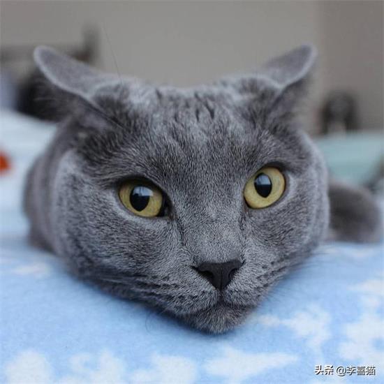 猫咪有猫藓怎么办?
