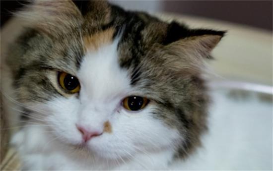 猫咪有鼻屎是正常情况吗