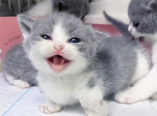 猫咪樱桃眼是什么