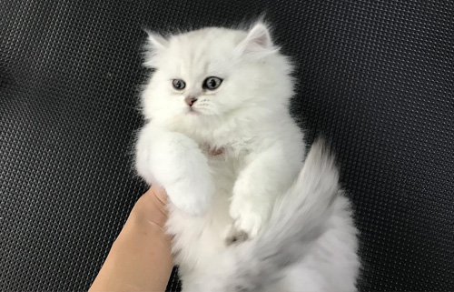 猫咪母猫多大可以做绝育?(图1) 猫咪母猫多大可以做绝育?