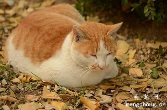 猫咪母鸡蹲是不舒服吗?