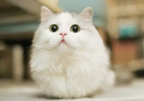 猫咪母鸡蹲是怎么回事
