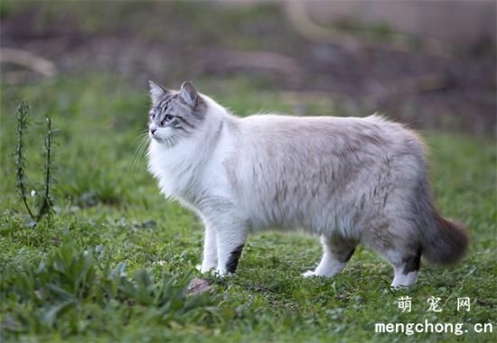 猫咪每天尿尿几次，你家主子尿频了吗？