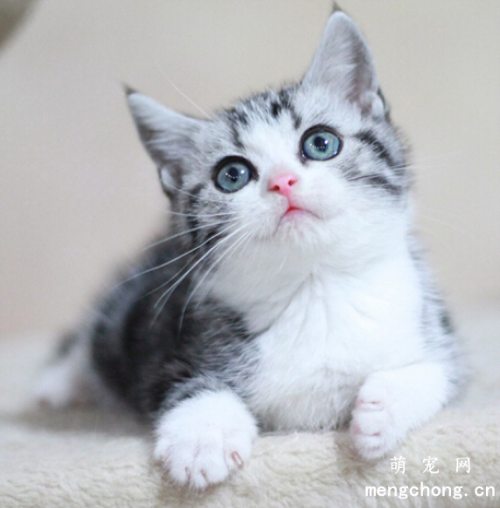 猫咪每天排便几次正常