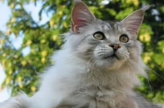 猫咪毛球症有哪些症状？应当如何治疗？