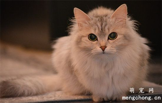 猫咪毛球症症状有哪些？如何帮助猫咪减少体内毛球？