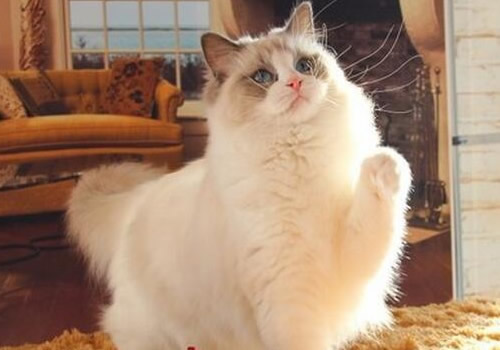 猫咪没发情但是突然变得很粘人是怎么回事？