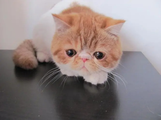 猫咪泪痕怎样清理