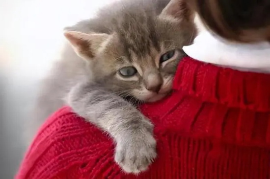 猫咪洗澡后没胃口的可能原因