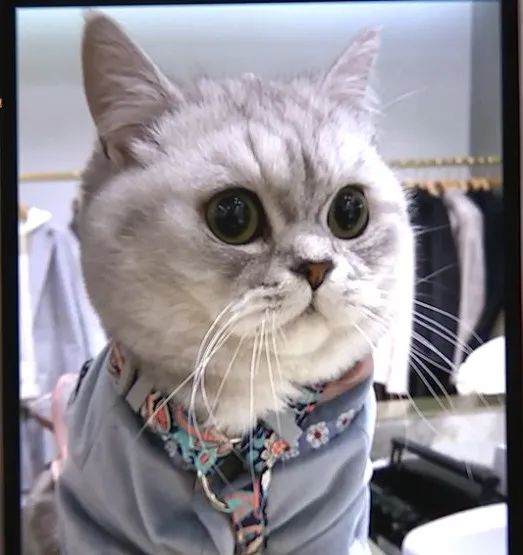 猫咪洗澡后这一步骤完全没必要!又有几只猫接连因此不幸死亡(图6) 猫咪洗澡后这一步骤完全没必要!又有几只猫接连因此不幸死亡(图6)