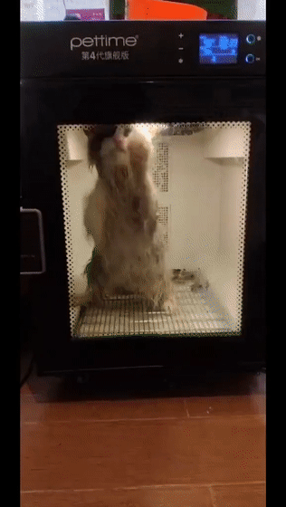 猫咪洗澡后这一步骤完全没必要!又有几只猫接连因此不幸死亡(图8) 猫咪洗澡后这一步骤完全没必要!又有几只猫接连因此不幸死亡(图8)