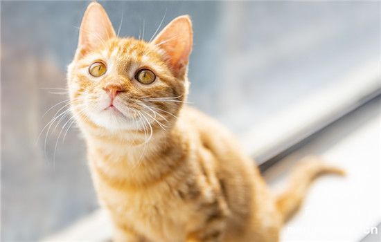 猫咪洗澡次数不宜过勤，会影响毛发健康