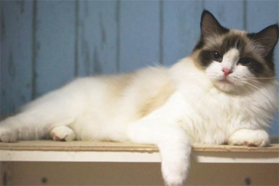 猫咪流带血鼻涕是猫鼻支吗？猫鼻支怎么治？
