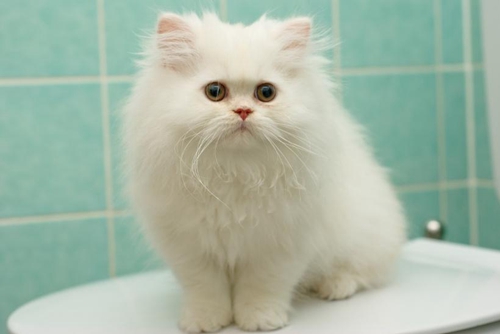 猫咪流眼泪怎么处理?