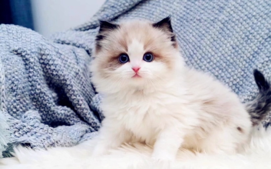 猫咪流眼泪是怎么回事？