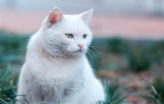 猫咪流黄色鼻水呼吸有点轻微的呼噜声要怎么办？