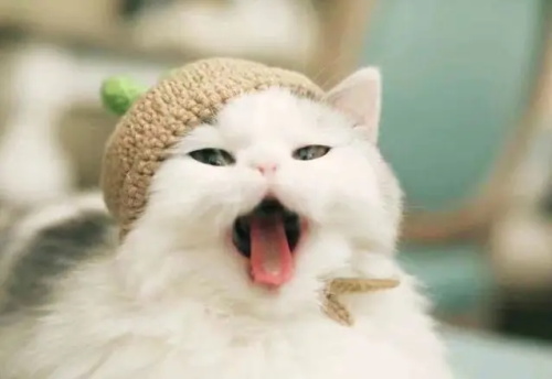 猫咪流黄鼻涕的原因及解决方法：