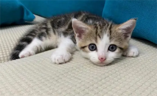 猫咪流鼻涕打喷嚏吃什么药