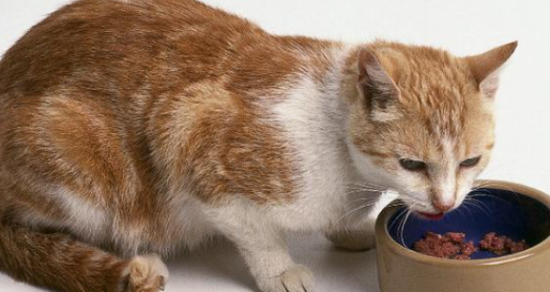 猫咪消瘦食欲不振没有精神