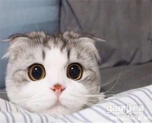 猫咪涨奶怎么办？
