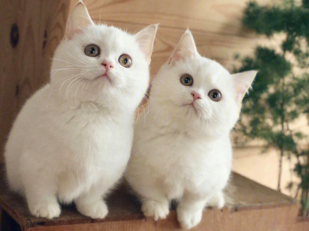 猫咪漏尿是什么原因