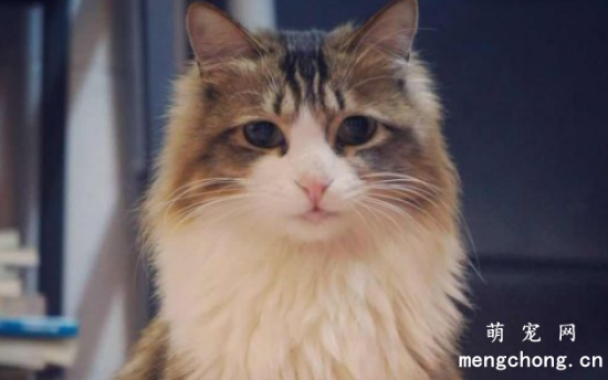 猫咪爪子的作用及护理