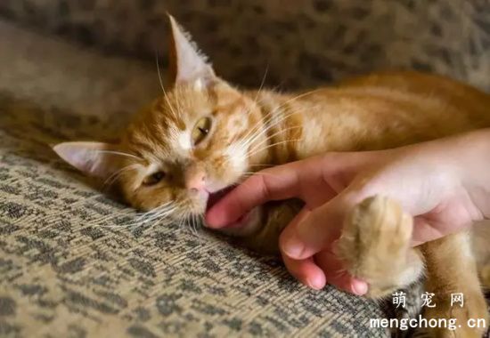 猫咪爱咬人怎么办？纠正猫咪咬人的方法