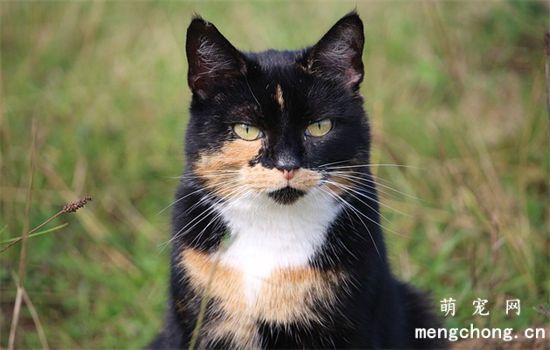 猫咪牙结石怎样去除？