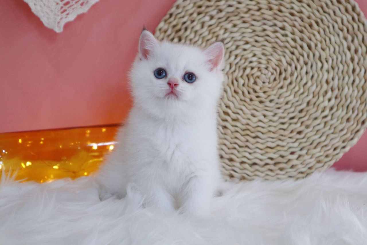 猫咪牙齿发黄