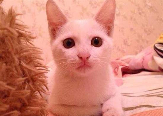 猫咪犯错要怎么惩罚