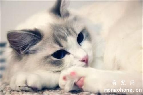 猫咪独自在家注意事项