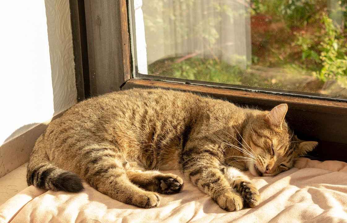 猫咪猫瘟初期症状