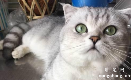 猫咪猫癣处变黑是怎么回事？