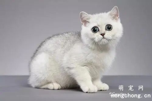 猫咪猫粮过敏怎样办？