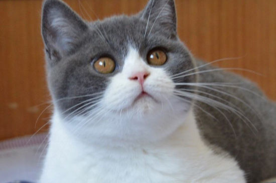 猫咪猫藓晒太阳有效吗