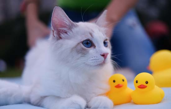 猫咪猫藓硬痂要扣掉吗