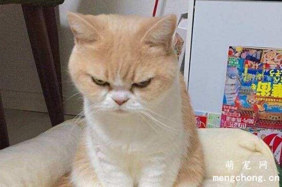 猫咪生气了怎么哄