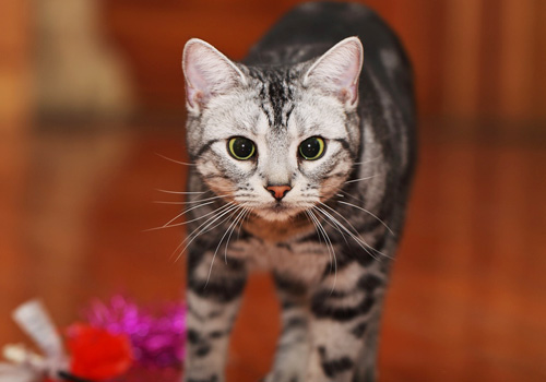 猫咪生病或受伤后为什么总是躲起来