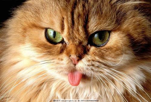 猫咪生病的六个常见症状