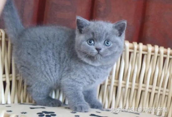 猫咪用了开塞露后死了 猫为什么会便秘